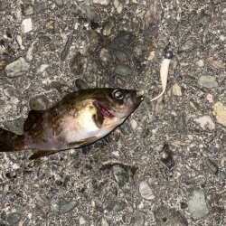 連日メバリング