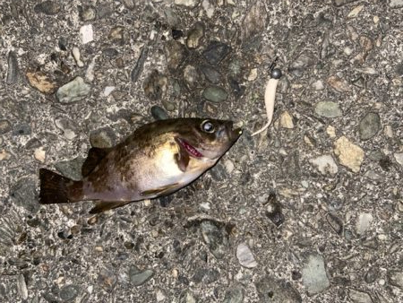 連日メバリング