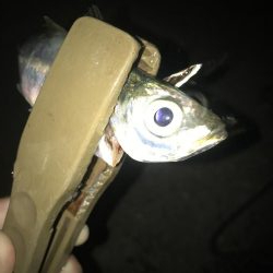 夕マズメ短時間アジング好調