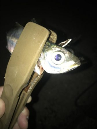 夕マズメ短時間アジング好調