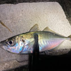 大阪湾奥を貸し切り探してウロウロ