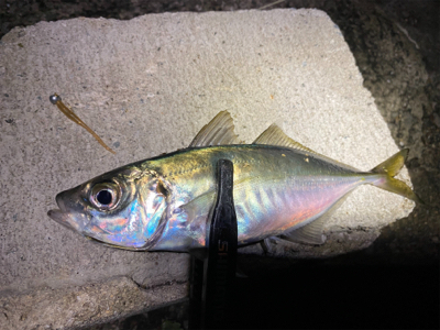 大阪湾奥を貸し切り探してウロウロ