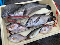 岸一でエビ撒き