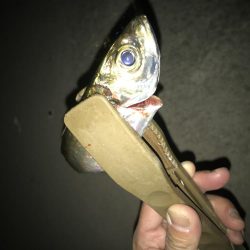 夕マズメのアジング好調