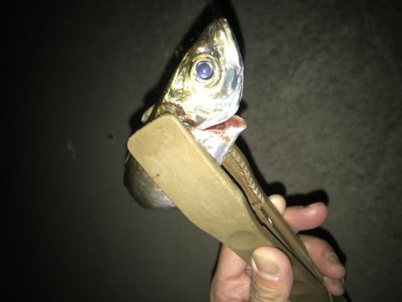 夕マズメのアジング好調