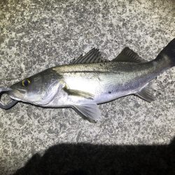 漁港でマイクロパターンシーバス