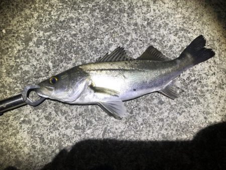 漁港でマイクロパターンシーバス