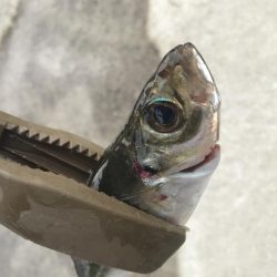 朝マズメのアジング好調