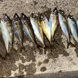 そこそこアジング