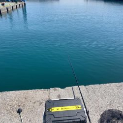 イワシわんさか