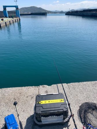 イワシわんさか