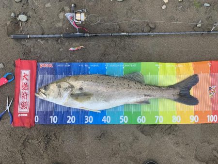 今年初ランカー(≧∀≦)