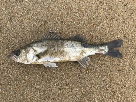 今年　最初のシーバス