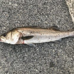 今年初のスズキ!