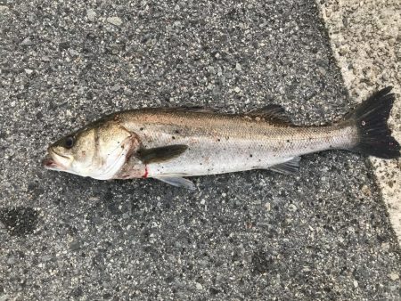 今年初のスズキ！