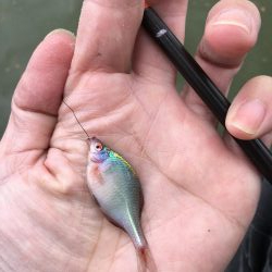 暴風のタナゴ釣り