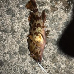 今日もメバル不発