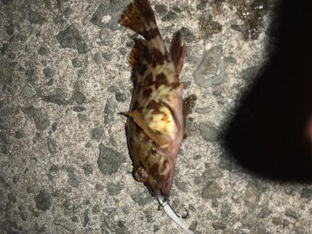 今日もメバル不発