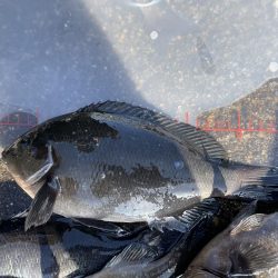 午後から激荒れ　グレ小さいの20匹　