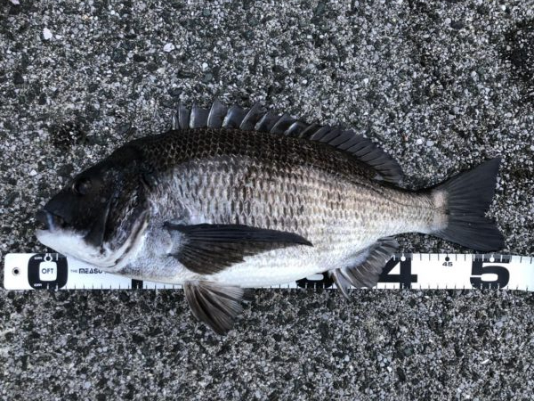 イチノ兄弟、釣果！