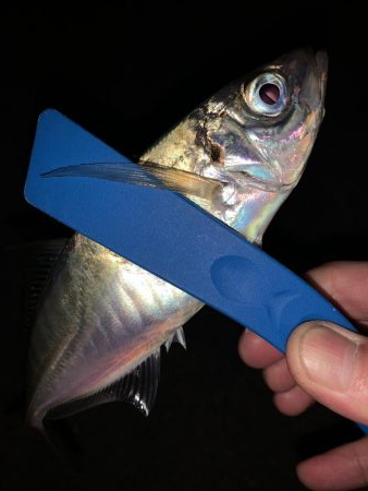 緊急事態宣言前にアジングへ