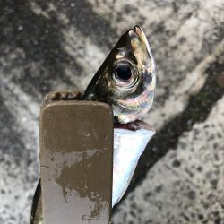 朝のマズメのアジング好調