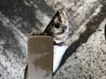 朝のマズメのアジング好調