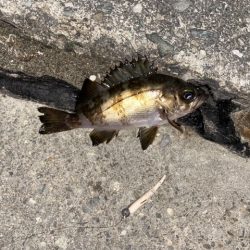 久しぶりのフィッシング