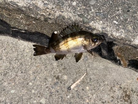 久しぶりのフィッシング