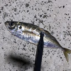 サイズはイマイチ