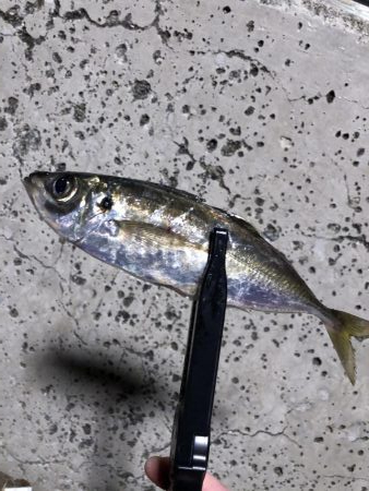 サイズはイマイチ