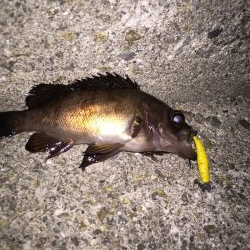 月明かりメバリング