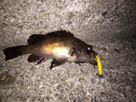 月明かりメバリング