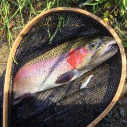 スレてる魚釣り