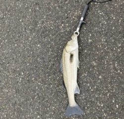 マイクロシーバス