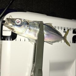 シグ単Df~アジング！ん？ちっこいの？