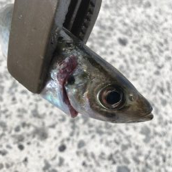 渋い朝のアジング