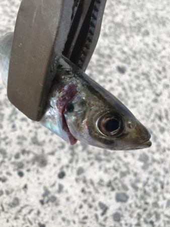 渋い朝のアジング