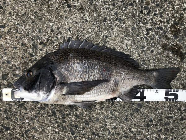 イチノ兄弟、釣果！