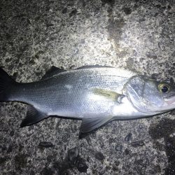 ヒラスズキとマゴチ