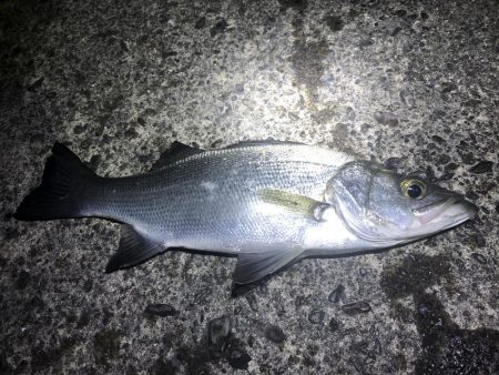 ヒラスズキとマゴチ