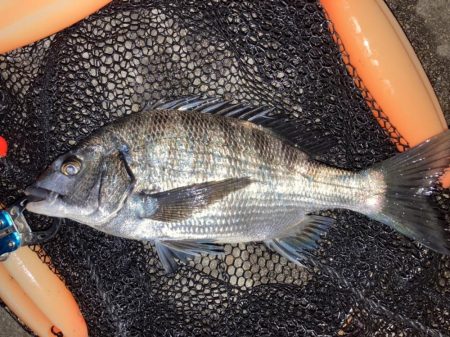 初めてのテトラ釣りに挑戦