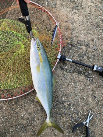 渋いながらも今年初の青物
