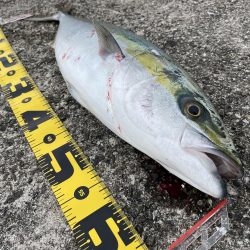 緊急事態宣言前最後の釣行、先週とはガラッと変わり