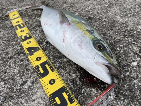 緊急事態宣言前最後の釣行、先週とはガラッと変わり