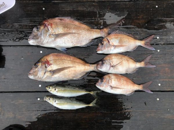 鳴門　ウチの海　イカダ