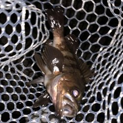 アジ・メバル探し