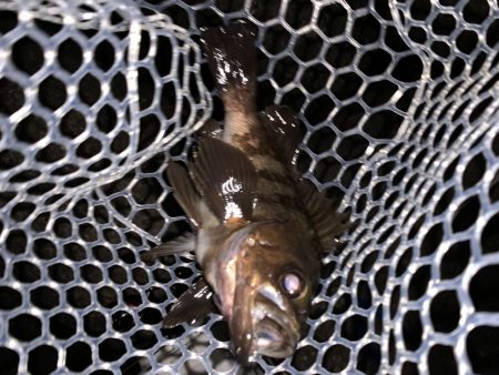 アジ・メバル探し