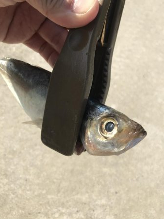 朝アジング好調中