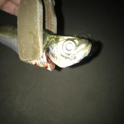 夕マズメのアジングアタリ多し‼︎